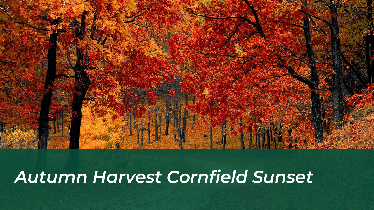 September Harvest Moon 2026: Peaks, Times, and Traditions 3 Autumn Harvest Cornfield Sunset