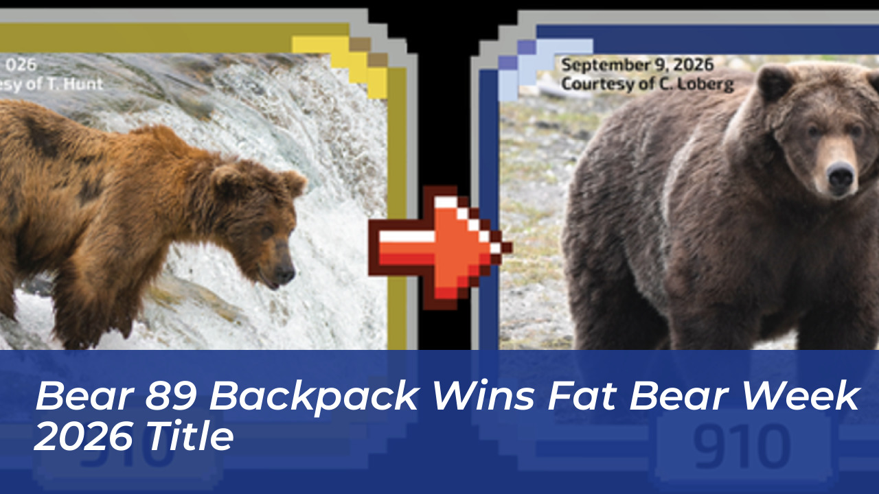 bear 89 backpack wins fat bear week 2026 title YsKy