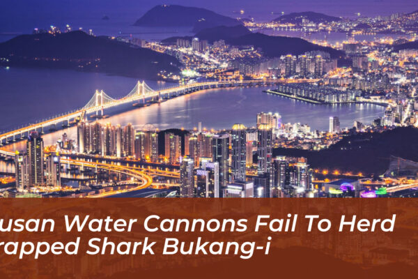 busan water cannons fail to herd trapped shark bukang i d1W2