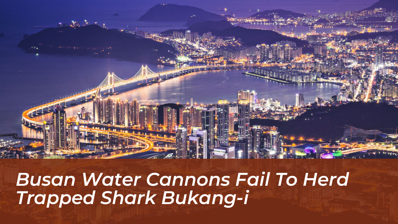 busan water cannons fail to herd trapped shark bukang i d1W2