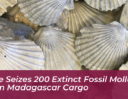 chile seizes 200 extinct fossil mollusks from madagascar cargo 181N