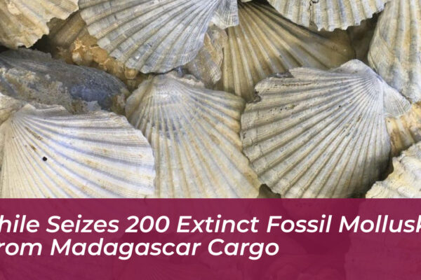 chile seizes 200 extinct fossil mollusks from madagascar cargo 181N