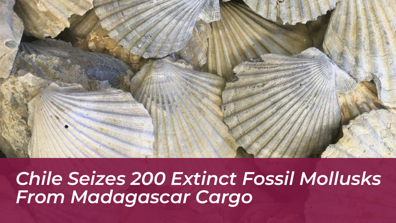 chile seizes 200 extinct fossil mollusks from madagascar cargo 181N