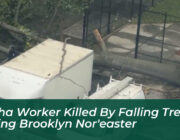 nycha worker killed by falling tree during brooklyn noreaster OpgD