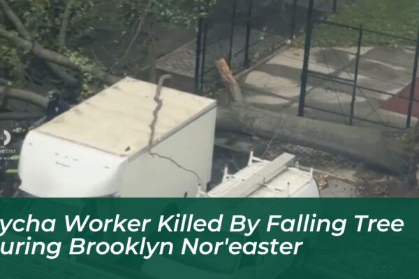 nycha worker killed by falling tree during brooklyn noreaster OpgD