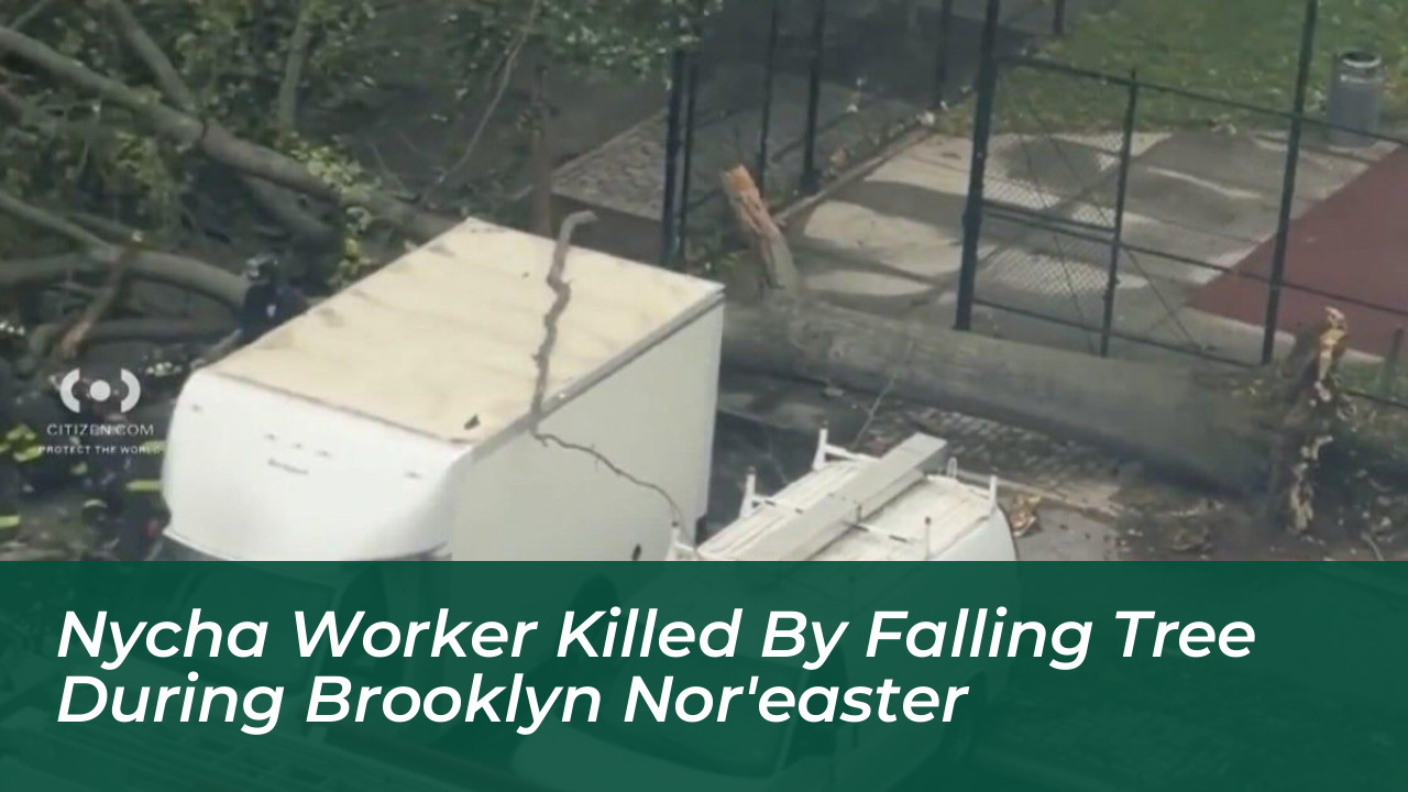 nycha worker killed by falling tree during brooklyn noreaster OpgD