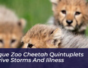 prague zoo cheetah quintuplets survive storms and illness lHOx