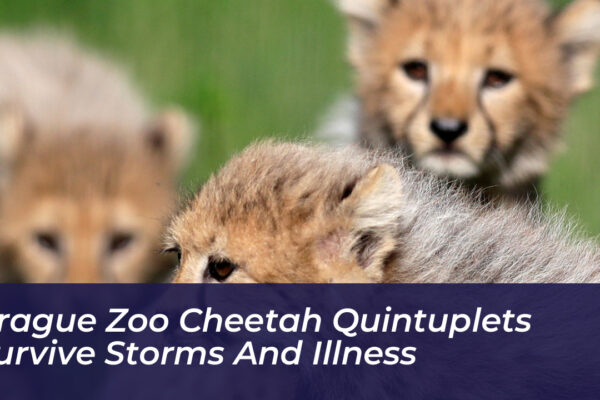 prague zoo cheetah quintuplets survive storms and illness lHOx