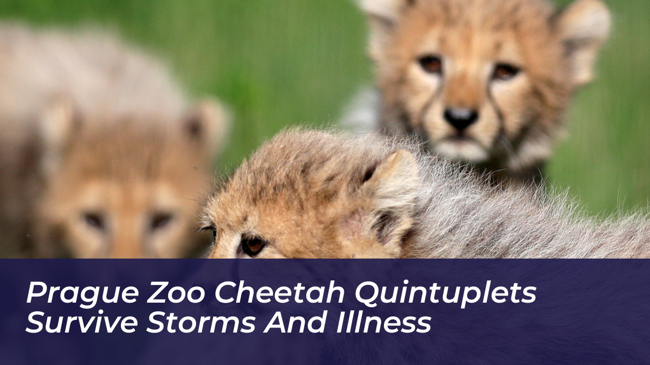 prague zoo cheetah quintuplets survive storms and illness