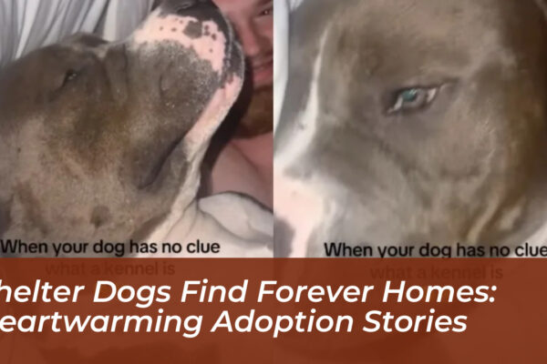 shelter dogs find forever homes heartwarming adoption stories MGFY