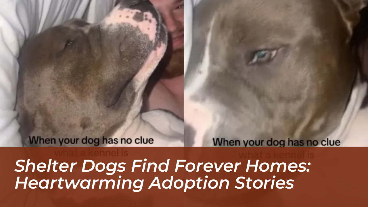 shelter dogs find forever homes heartwarming adoption stories MGFY