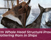 sperm whale head structure proven as battering ram in ships dAep