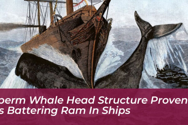 sperm whale head structure proven as battering ram in ships dAep