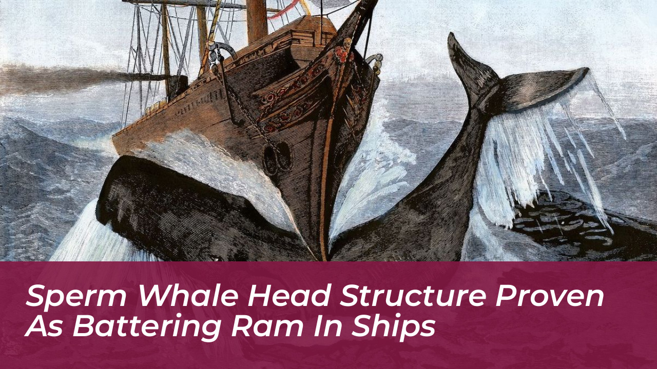 sperm whale head structure proven as battering ram in ships dAep