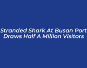 stranded shark at busan port draws half a million visitors VPXQ