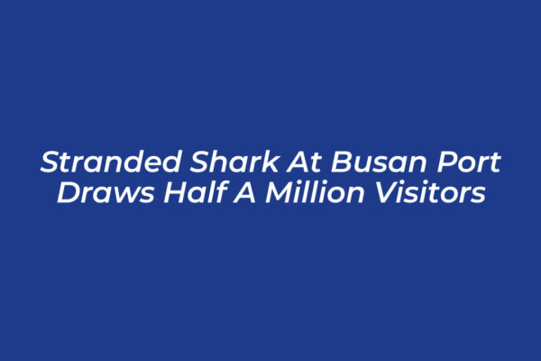 stranded shark at busan port draws half a million visitors VPXQ