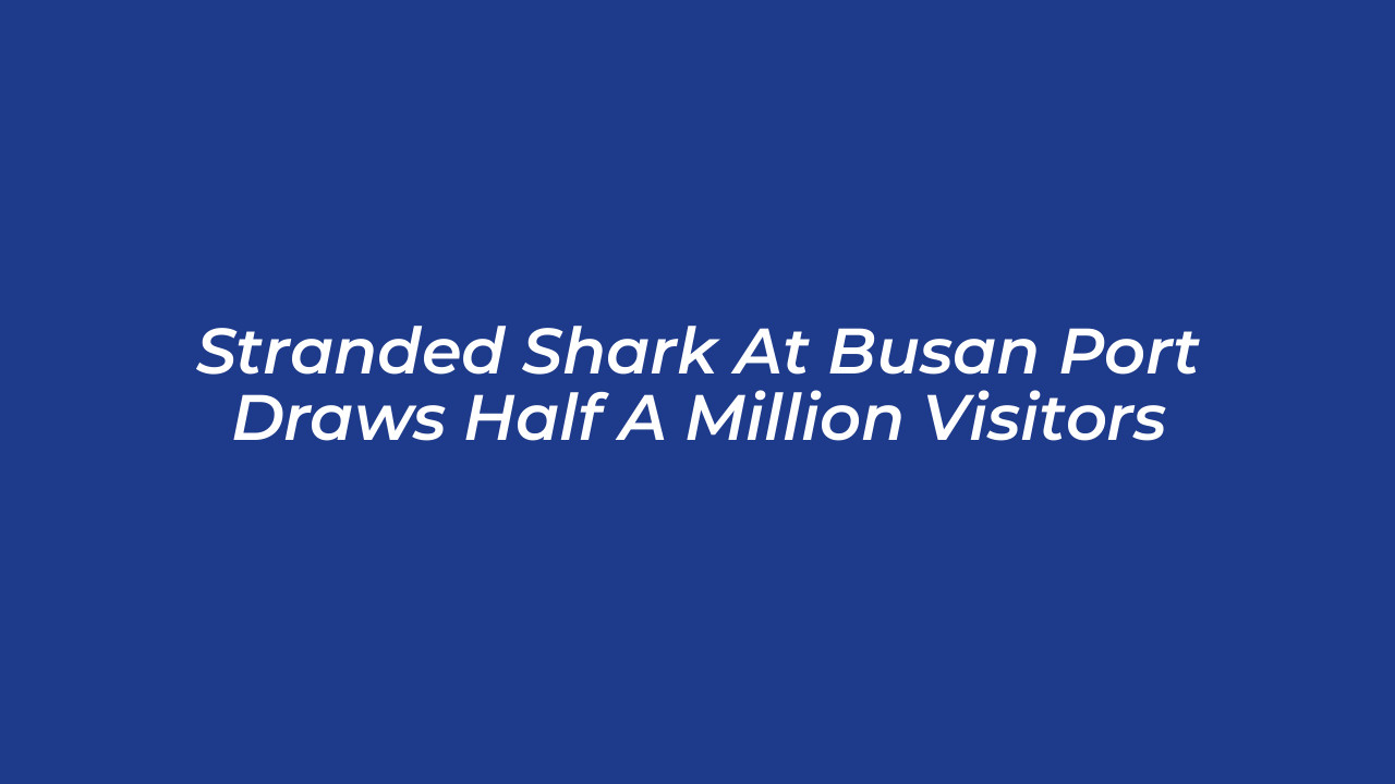 stranded shark at busan port draws half a million visitors VPXQ