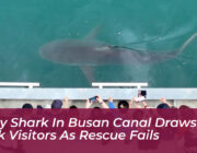 stray shark in busan canal draws 600k visitors as rescue fails SFiS