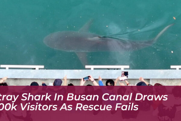 stray shark in busan canal draws 600k visitors as rescue fails SFiS