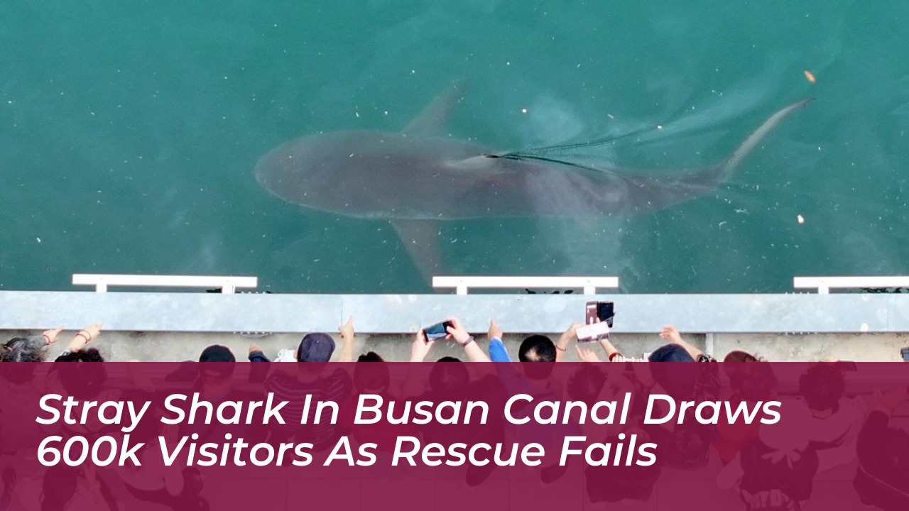 stray shark in busan canal draws 600k visitors as rescue fails SFiS