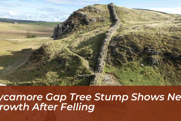 sycamore gap tree stump shows new growth after felling 7W7C