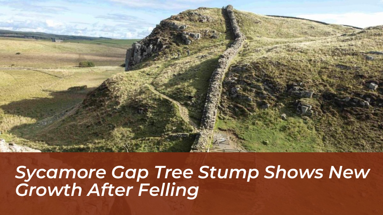 sycamore gap tree stump shows new growth after felling 7W7C