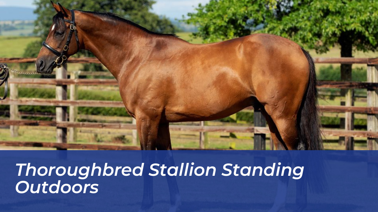 Aidan O'Brien Clinches Royal Lodge and Beresford Stakes Double 3 Thoroughbred stallion standing outdoors