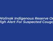 wolinak indigenous reserve on high alert for suspected cougar sPgE