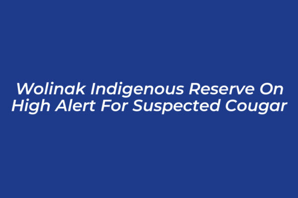 wolinak indigenous reserve on high alert for suspected cougar sPgE