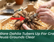 360 rare dahlia tubers up for grabs as neuss grounds clear A4WU