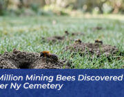 5 5 million mining bees discovered under ny cemetery we5N