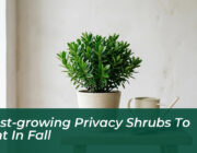 5 fast growing privacy shrubs to plant in fall fY0Q
