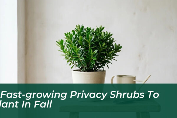 5 fast growing privacy shrubs to plant in fall fY0Q