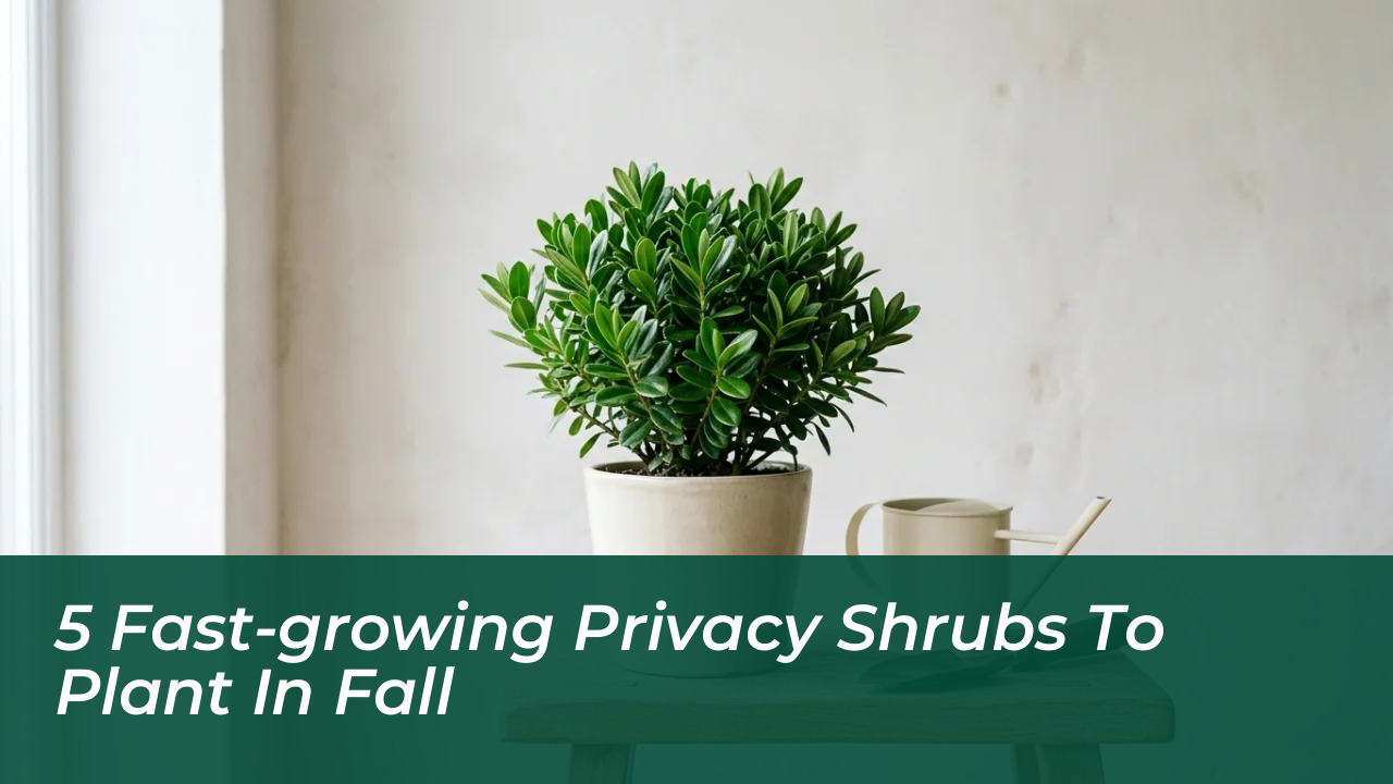 5 fast growing privacy shrubs to plant in fall fY0Q