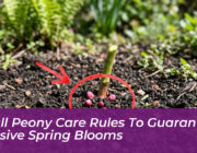 6 fall peony care rules to guarantee massive spring blooms I6P3