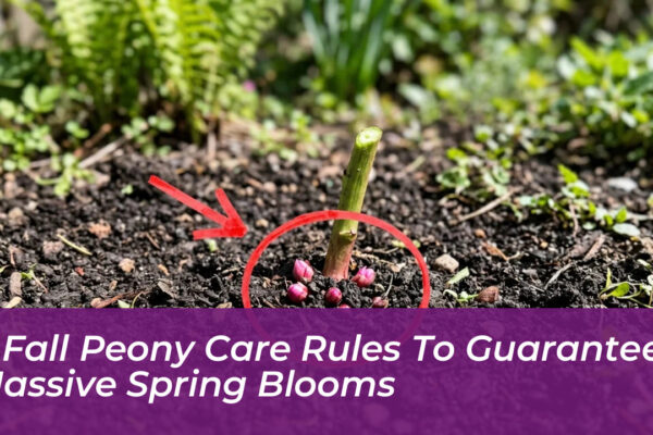 6 fall peony care rules to guarantee massive spring blooms I6P3