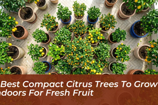7 best compact citrus trees to grow indoors for fresh fruit lxEV
