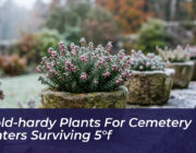 7 cold hardy plants for cemetery planters surviving 5f gixI