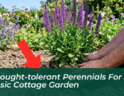 8 drought tolerant perennials for a classic cottage garden QuEM