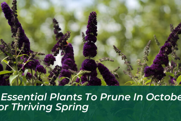 8 essential plants to prune in october for thriving spring RyW9