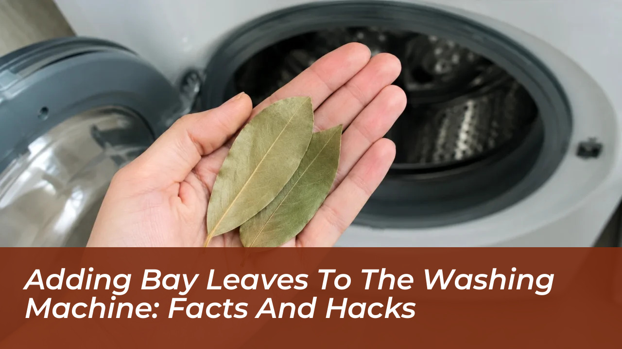 adding bay leaves to the washing machine facts and hacks 3tm6