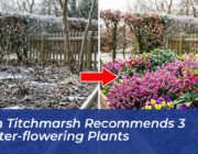 alan titchmarsh recommends 3 winter flowering plants ETDa