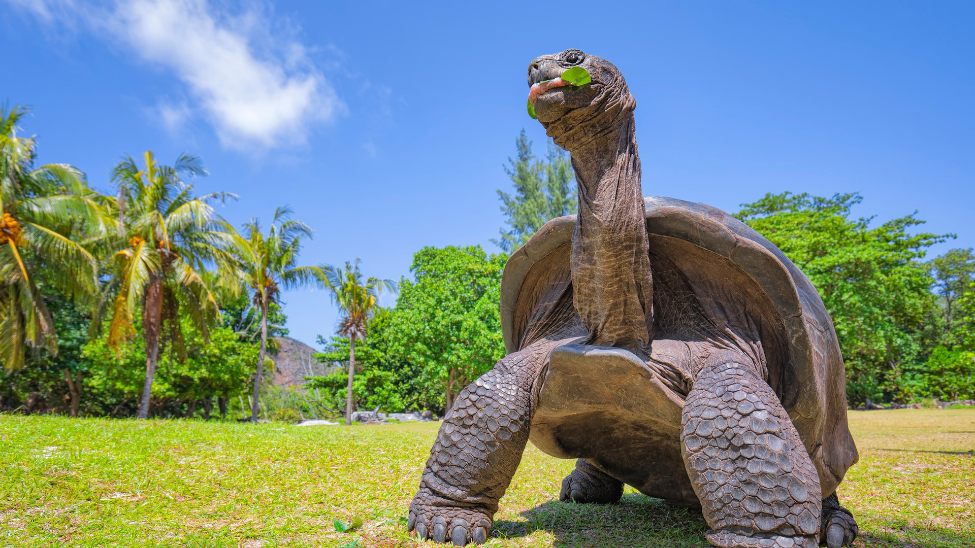 Aldabra Giant Tortoise Seychelles Wildlife Conservation