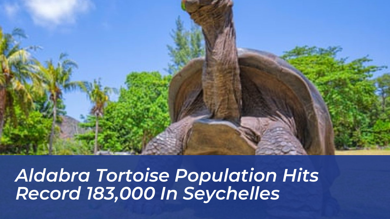 aldabra tortoise population hits record 183000 in seychelles NX5B
