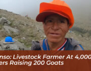 alfonso livestock farmer at 4000 meters raising 200 goats QDpn