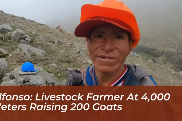 alfonso livestock farmer at 4000 meters raising 200 goats QDpn