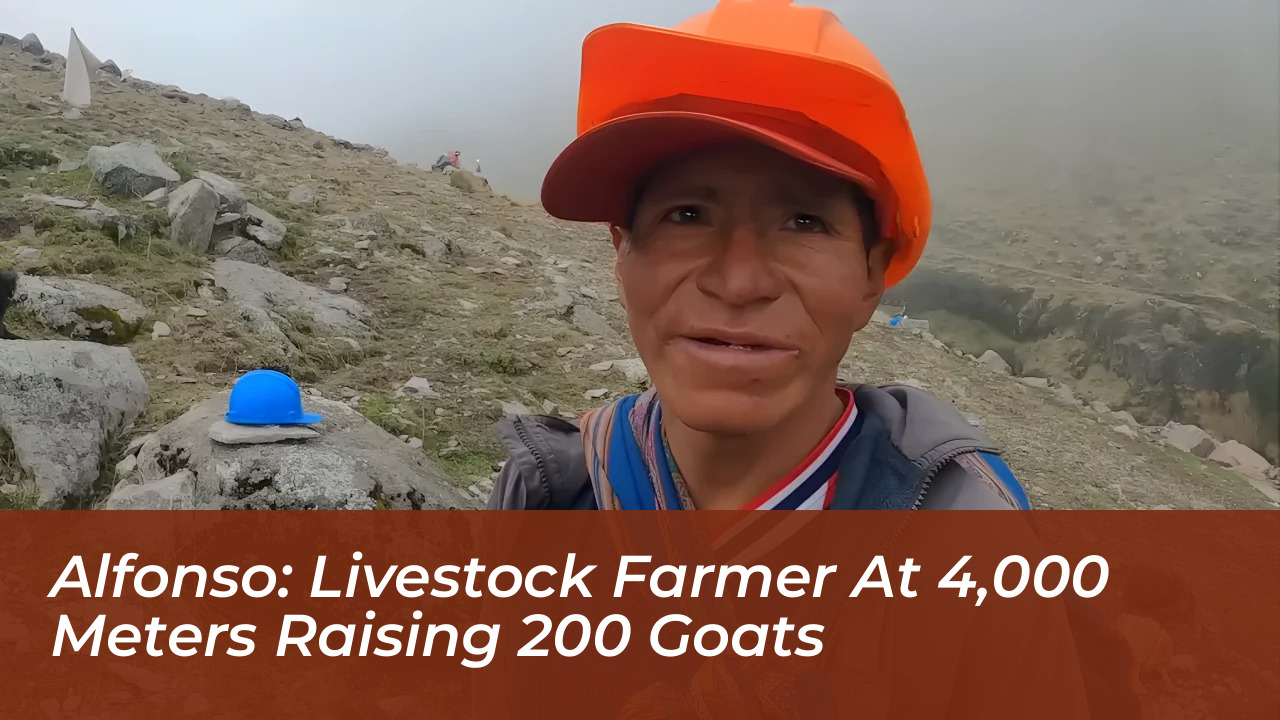 alfonso livestock farmer at 4000 meters raising 200 goats QDpn