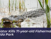 alligator kills 71 year old fisherman in florida park itD7