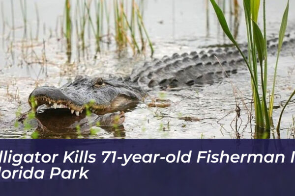 alligator kills 71 year old fisherman in florida park itD7