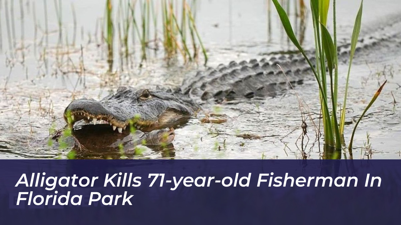 alligator kills 71 year old fisherman in florida park itD7